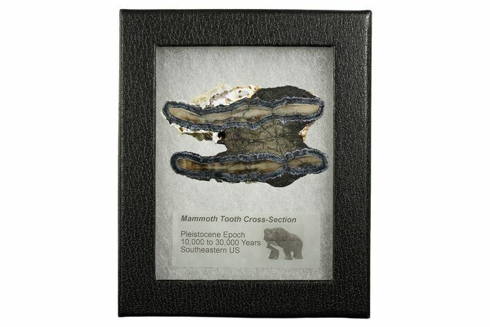 Mammoth Molar Slice With Case - South Carolina #349982